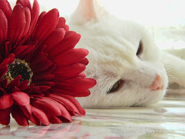 末节风暴,雷恩绝境逆转几内亚,奥斯梅恩超级英雄式救赎